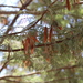 Acacia etbaica