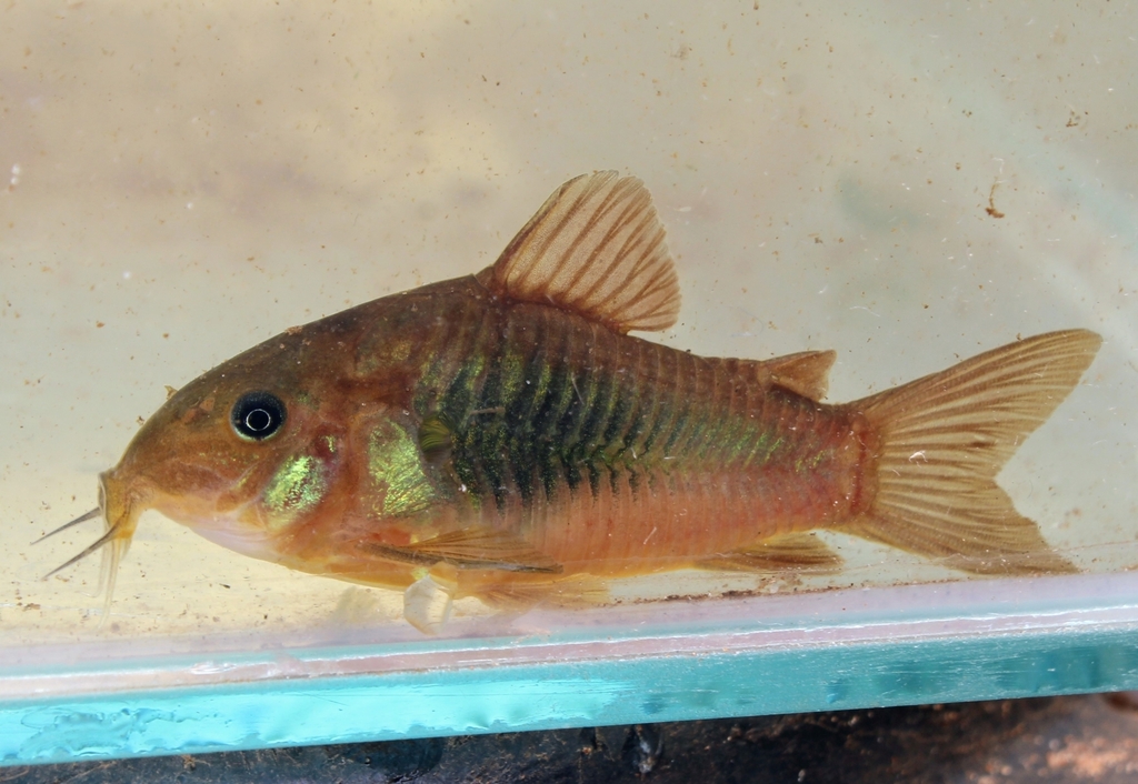 bronze corydoras