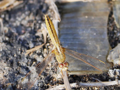 Crocothemis erythraea