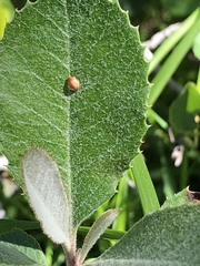 Dryocosmus minusculus