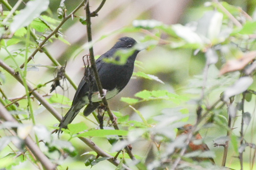 Slaty Bunting (Emberiza siemsseni), photo 8