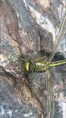 Gomphus pulchellus