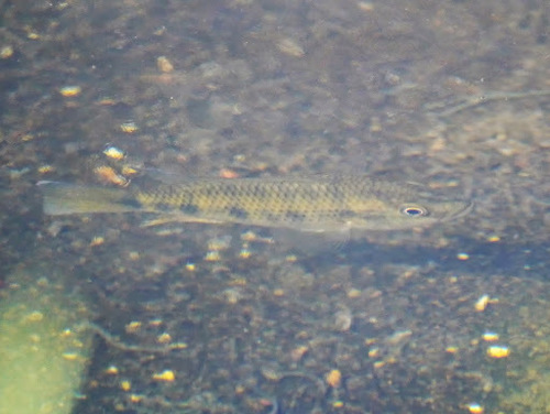 Hemichromis fasciatus