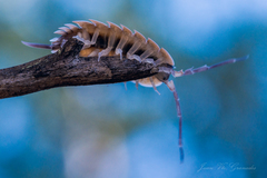 Porcellio silvestrii