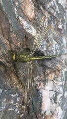Gomphus pulchellus