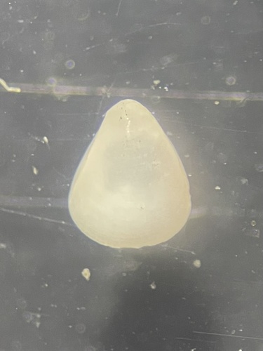 Parastarte triquetra, 2024-01-20
