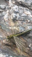 Gomphus pulchellus