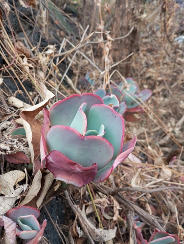 Foto de Gigante Rosa