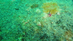 Spondyliosoma cantharus