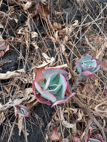 Gigante Rosa
