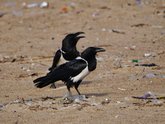 Corvus albus