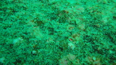 Spondyliosoma cantharus