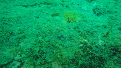 Spondyliosoma cantharus