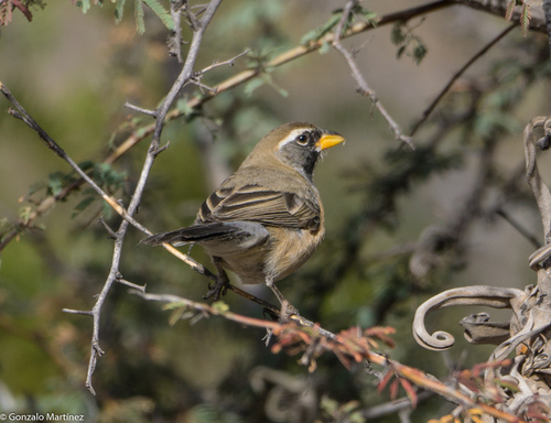 Many-colored Chaco Finch (Saltatricula multicolor), photo 5