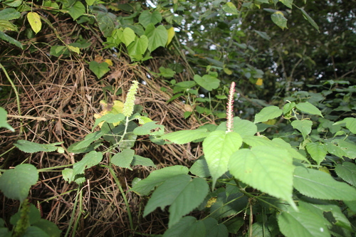 understorey false-nettle (Acalypha ornata)