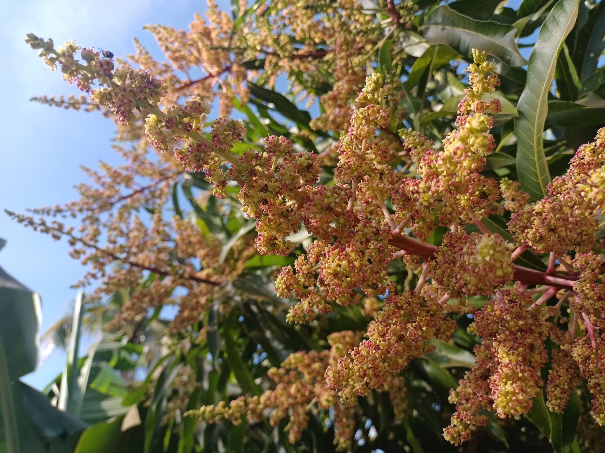 Mangifera indica