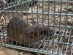 Striped Delomys photo 3