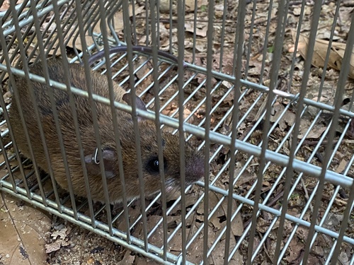 striped Atlantic forest rat (Delomys dorsalis) — Least Concern Mammalia