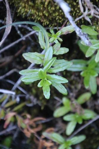 Epilobium billardierianum observed 2023-12-30