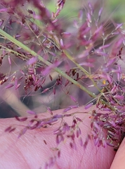 Melinis minutiflora, recorded flowering