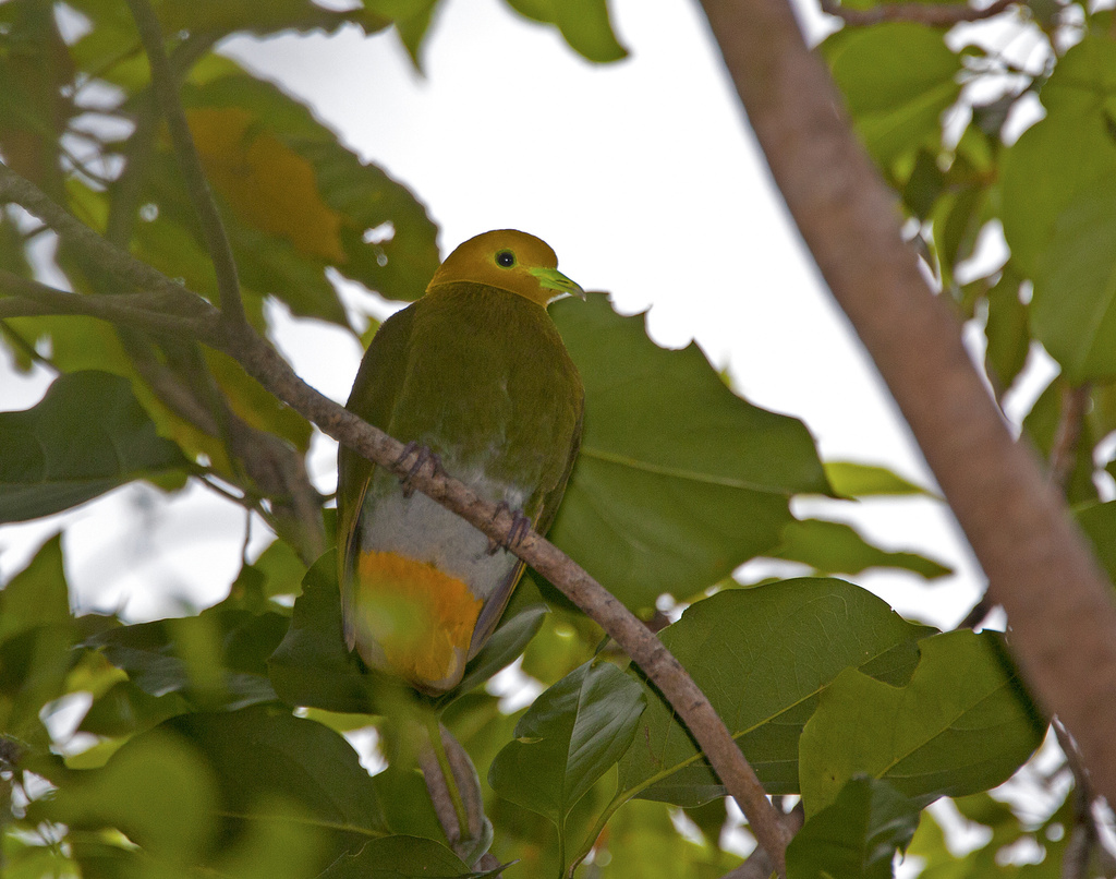 Whistling Dove photo
