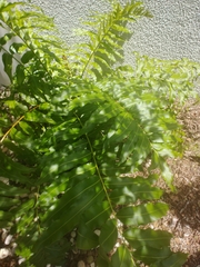 Acrostichum danaeifolium