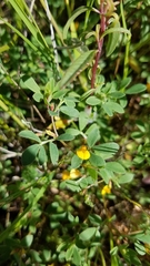 Acmispon wrangelianus