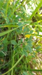 Acmispon wrangelianus