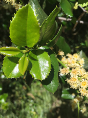 Prunus ilicifolia ilicifolia