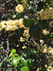 Prunus ilicifolia ilicifolia