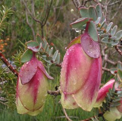 Pimelea physodes