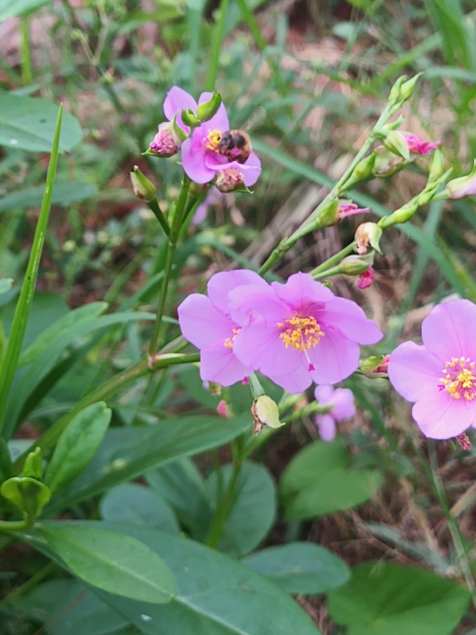 Talinum fruticosum
