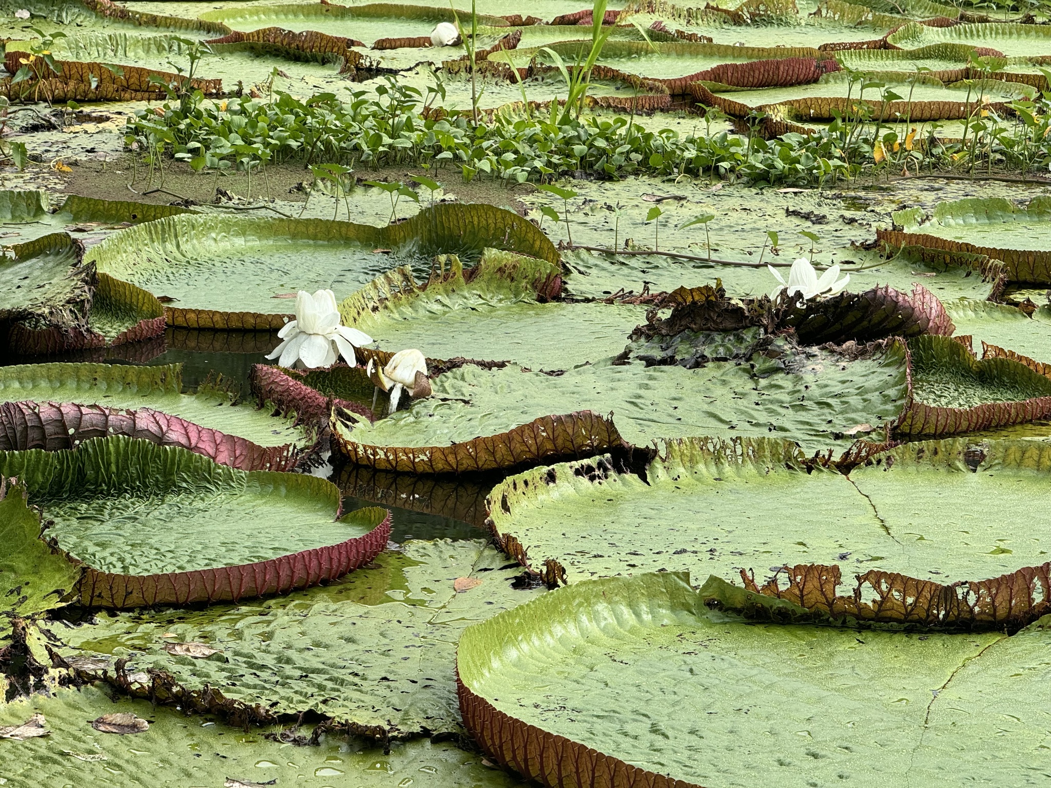 Imagem de Vitória-régia