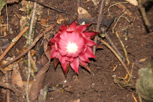 Image of Thonningia sanguinea by no rights reserved