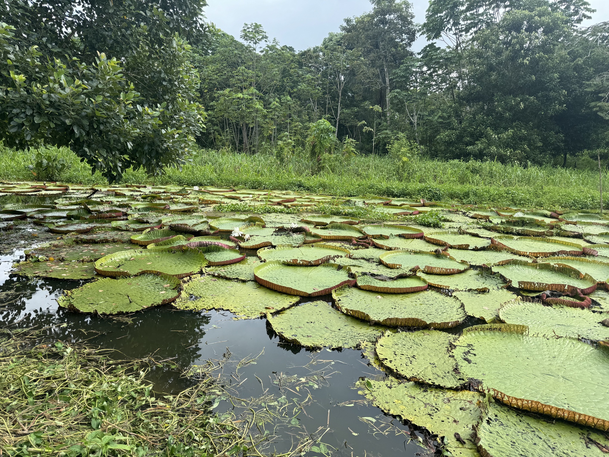 Imagem de Vitória-régia