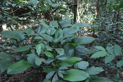 Sarcophrynium schweinfurthianum · iNaturalist
