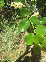 Prunus ilicifolia ilicifolia