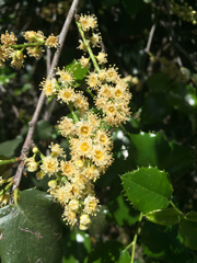 Prunus ilicifolia ilicifolia