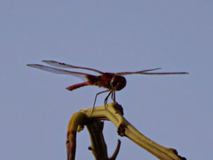 Urothemis assignata