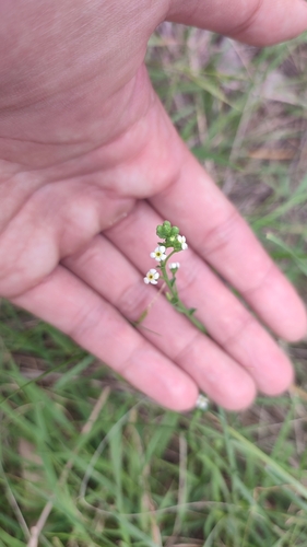 Image of Hackelia suaveolens by (c) Josh, some rights reserved (CC BY)
