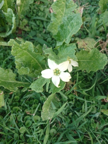 Image of Jaborosa runcinata by (c) María Regina Silva, some rights reserved (CC BY)