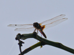 Urothemis assignata