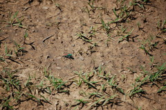 Cicindela splendida