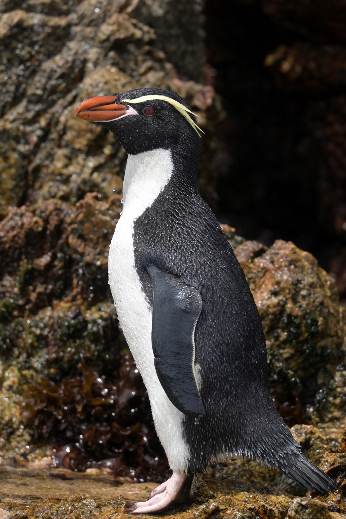 Snares Penguin (Eudyptes robustus) · iNaturalist