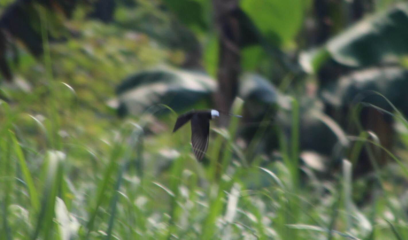 White-headed Saw-wing (Psalidoprocne albiceps), photo 1