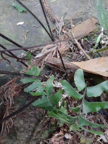 Hymenasplenium cheilosorum iNat (3)