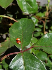 Harmonia axyridis