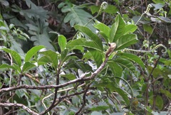 Tournefortia staminea