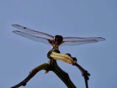 Urothemis assignata