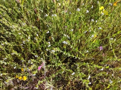 Plagiobothrys canescens canescens